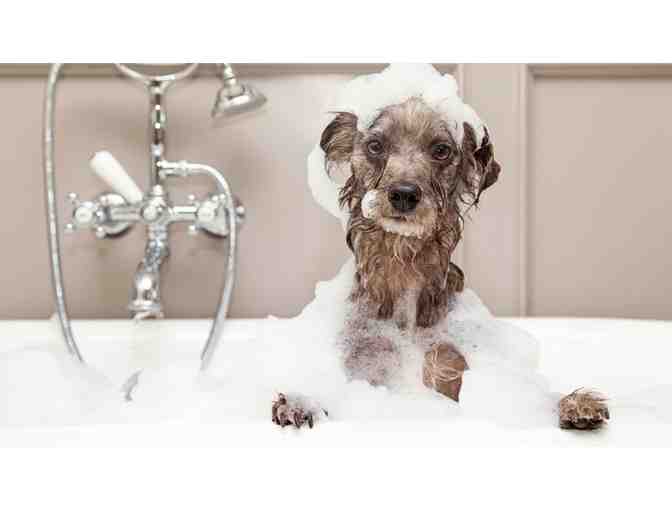 Spa4Paws Dog Grooming Gift Certificate