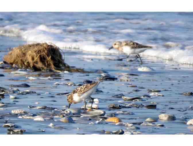 Ecotour for Six people with Seaside Ecotours Out of Wachapreague