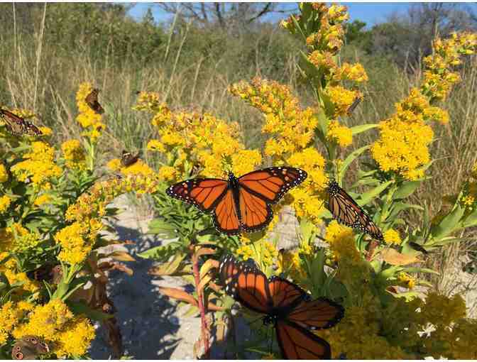 Ecotour for Six people with Seaside Ecotours Out of Wachapreague
