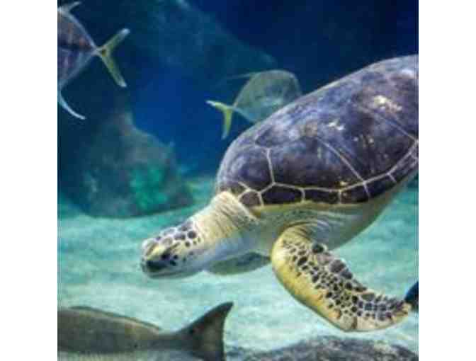 Four passes to the Virginia Aquarium and Marine Science Center
