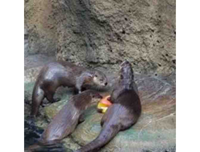 Four passes to the Virginia Aquarium and Marine Science Center