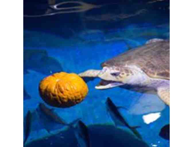 Four passes to the Virginia Aquarium and Marine Science Center - Photo 7