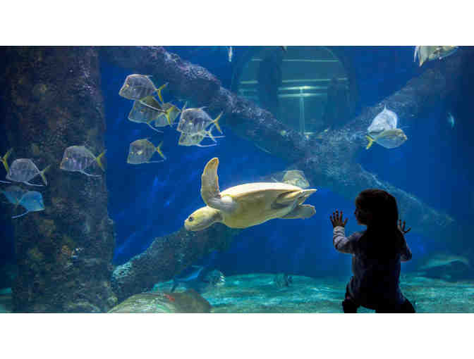 Four passes to the Virginia Aquarium and Marine Science Center - Photo 1