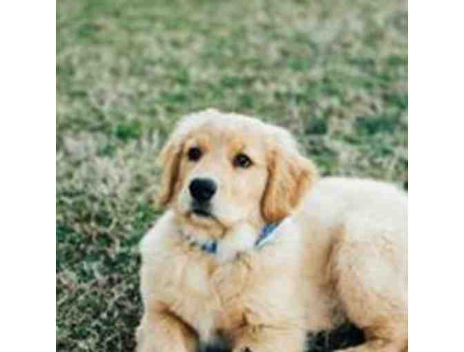 Eastern Shore Dog Basket from Eastern Shore Dog