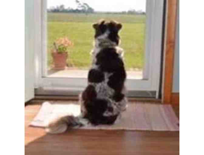 Eastern Shore Dog Basket from Eastern Shore Dog