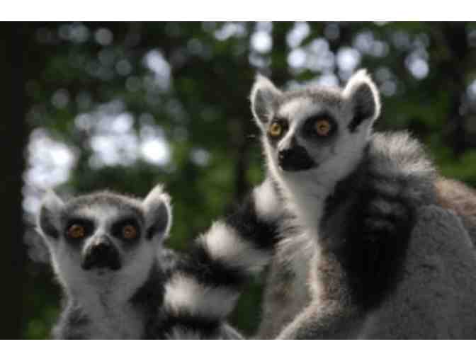 'Lemurs Live!' Tour of the Duke Lemur Center for 2!