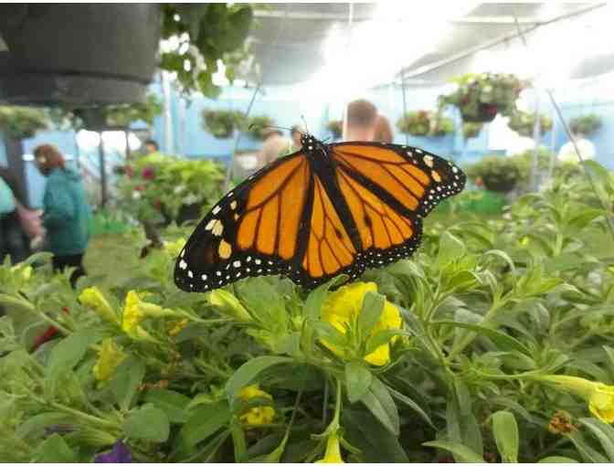 Butterflies are Free:  TOUR OF BUTTERFLY EXHIBIT, Museum Natural History