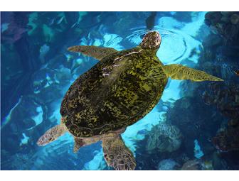 Touch A Shark! 2 Passes to the New England Aquarium