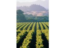 All-Inclusive Sommelier Wine and Cheese Experience in Napa Valley for Two (2)