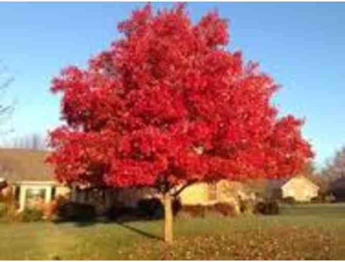 Planted Red Maple Tree