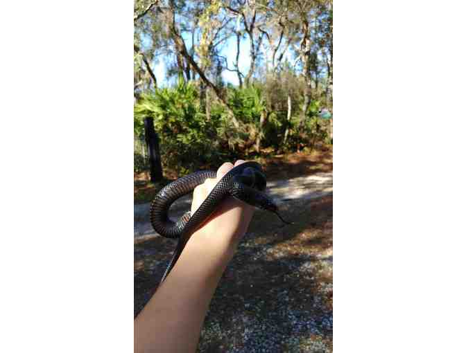 Indigo 590's Naming Rights