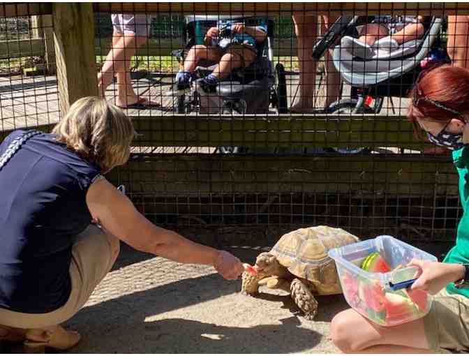 Meet and Greet with Iguana, Tortoises: 4 people ages 12 and up