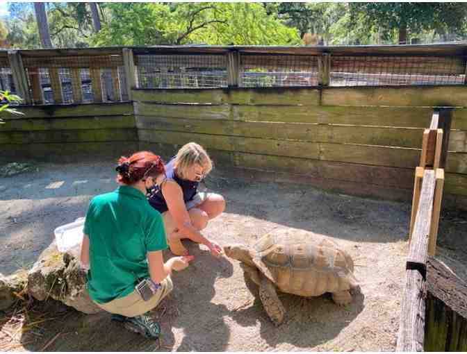 Meet and Greet with Iguana, Tortoises: 4 people ages 12 and up