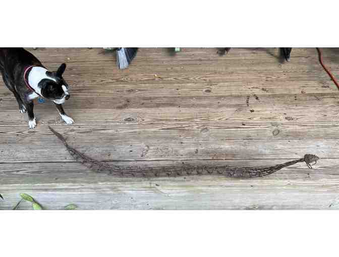 Barbed Wire Rattlesnake Sculpture