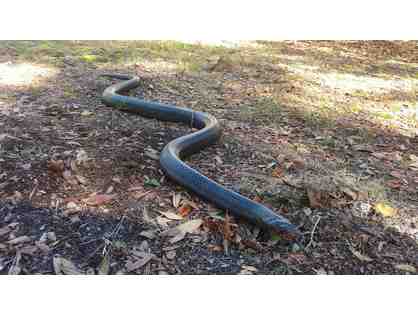 Name the Eastern Indigo Ambassador snake