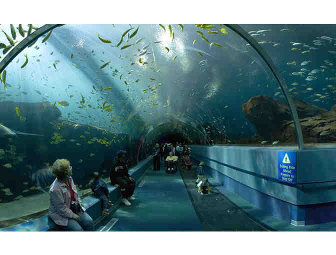Two Admission Passes to New England Aquarium
