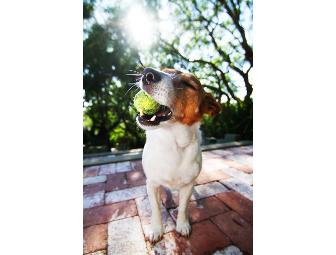 Lifestyle Pet Photo Shoot with Seth Casteel