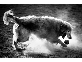 Lifestyle Pet Photo Shoot with Seth Casteel