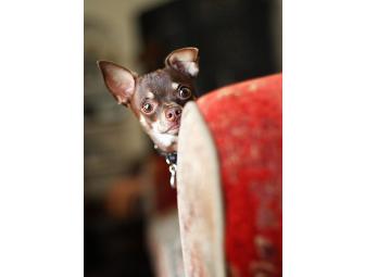 Lifestyle Pet Photo Shoot with Seth Casteel