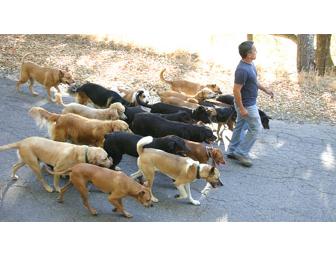 'Spend a Day with the Dog Whisperer!'