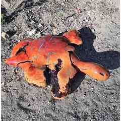 Specialty Wood Gifts - Mark Willden