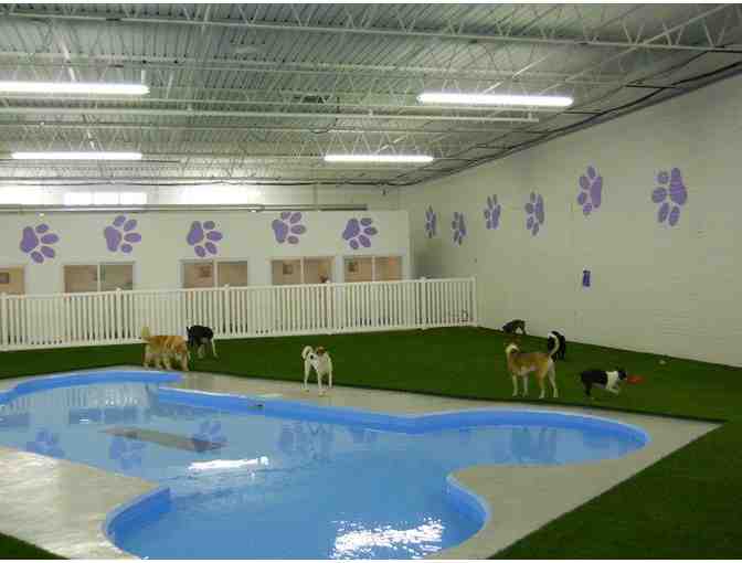 Pamper the Pup with a Spa Day for Your Dog