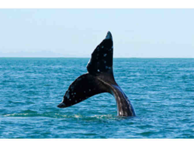 Hornblower Cruises - $50 off a Dinner Cruise for Two