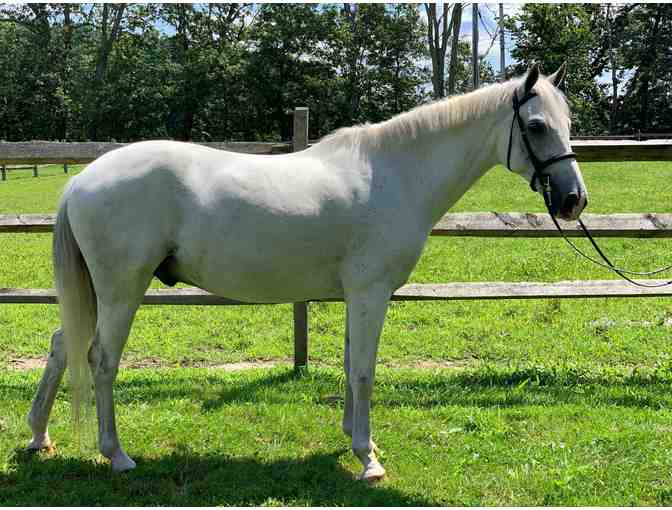 SOLD!  Blue Note: Welsh Pony