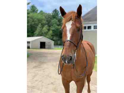 SOLD! Hello Newman: Thoroughbred Cross