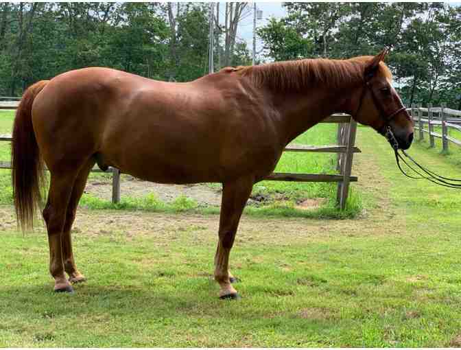 SOLD!  Hello Newman: Thoroughbred Cross