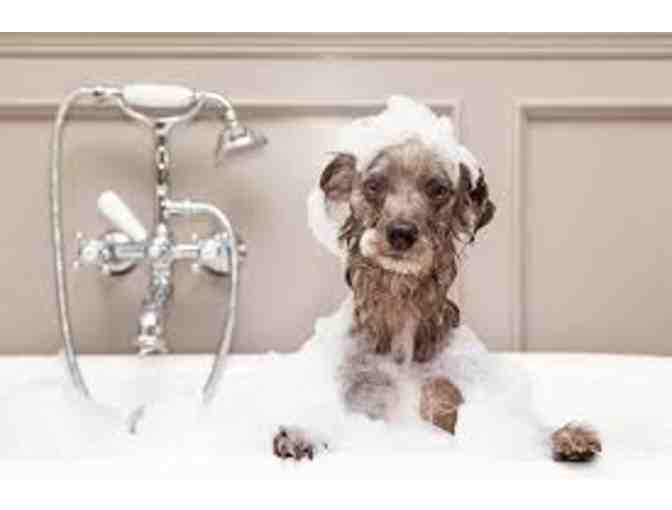 Dog Bath and Nail Trim - Photo 1