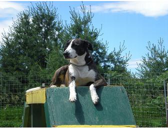 $50 Gulliver's Doggie Daycare Gift Certificate