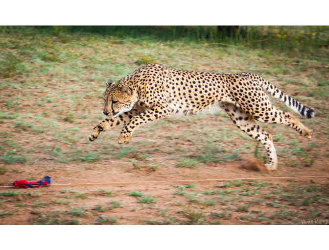 Ker & Downey - African Safari for two - Namibia & Botswana