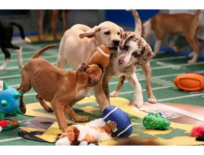 2 EXCLUSIVE VIP BEHIND-THE-SCENES TICKETS TO FILMING OF ANIMAL PLANET'S PUPPY BOWL XIII