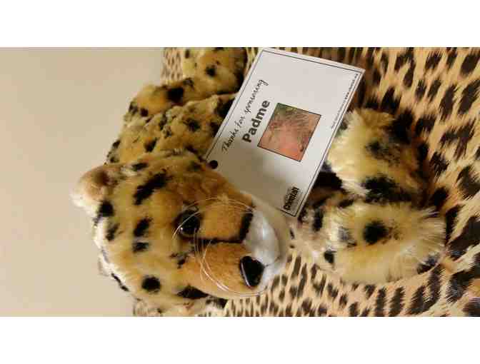 Cheetah Sponsorship for a Year with a Purring Cheetah!