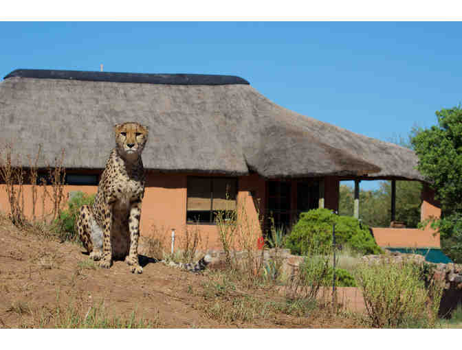 Stay with the Cheetahs - CCF's Babson House