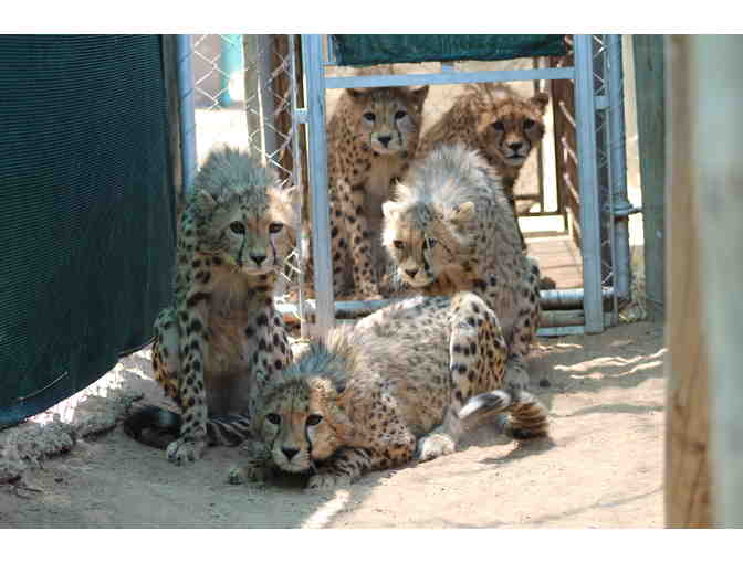 Name a CCF resident cheetah cub!