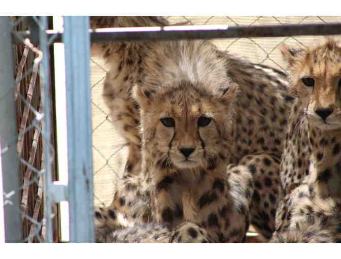 Name a CCF resident cheetah cub!