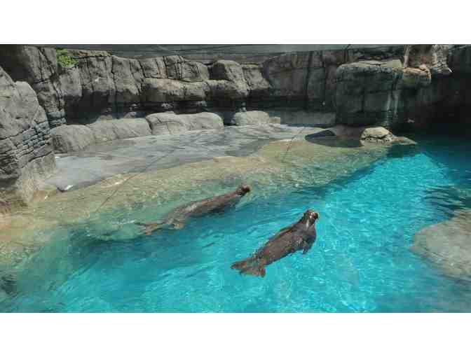 Behind the Scenes Tour of Pacific Walrus at Indianapolis Zoo