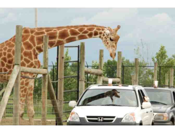 VIP Pass for Eight (8) to African Safari Wildlife Park