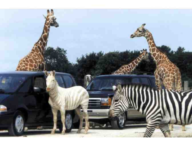 VIP Pass for Eight (8) to African Safari Wildlife Park