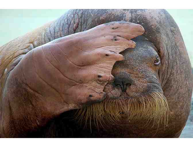 Behind the Scenes Tour of Pacific Walrus at Indianapolis Zoo