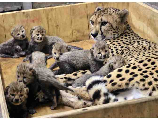 Private Cheetah Feeding at Wildlife Safari