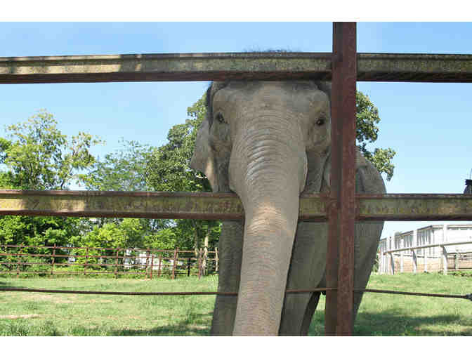 Elephant RendeZoo at the Dickerson Park Zoo