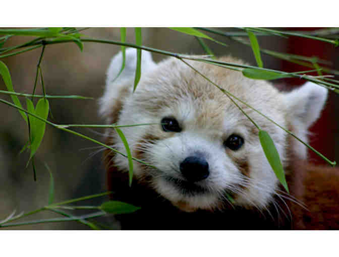 Behind the Scenes - Meet the Red Pandas at the Franklin Park Zoo