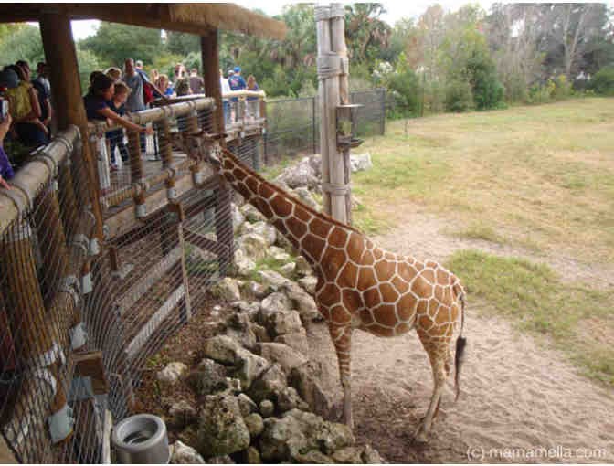 Family Fun at the Jacksonville Zoo!