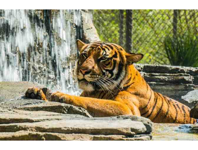 Family Fun at the Jacksonville Zoo!