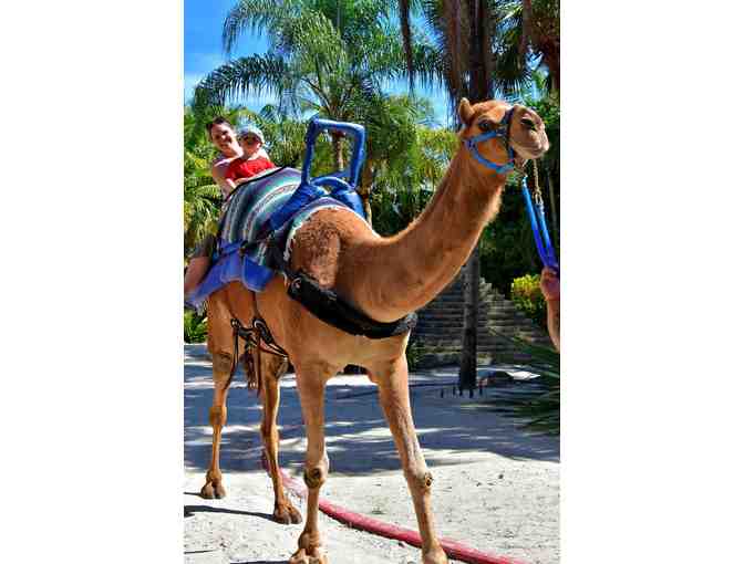 Four Admission Tickets to the Miami Zoo!