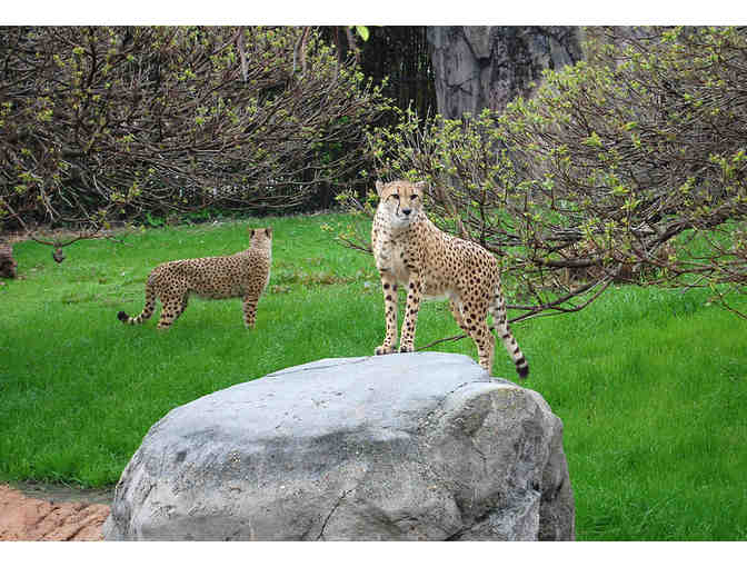 Two-Ticket Fan Pack to the Virginia Zoo!