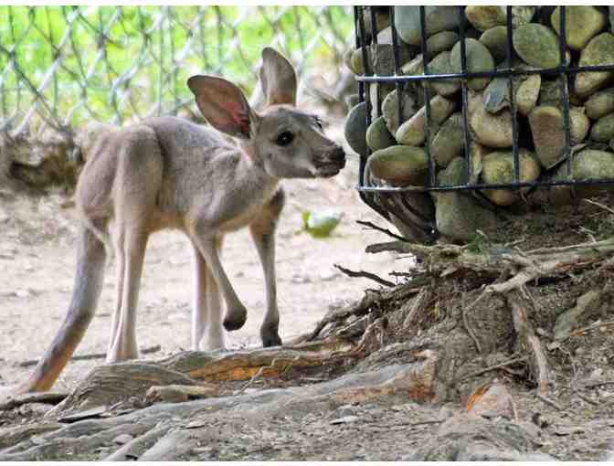 Family Ticket Bundle to Lehigh Valley Zoo!